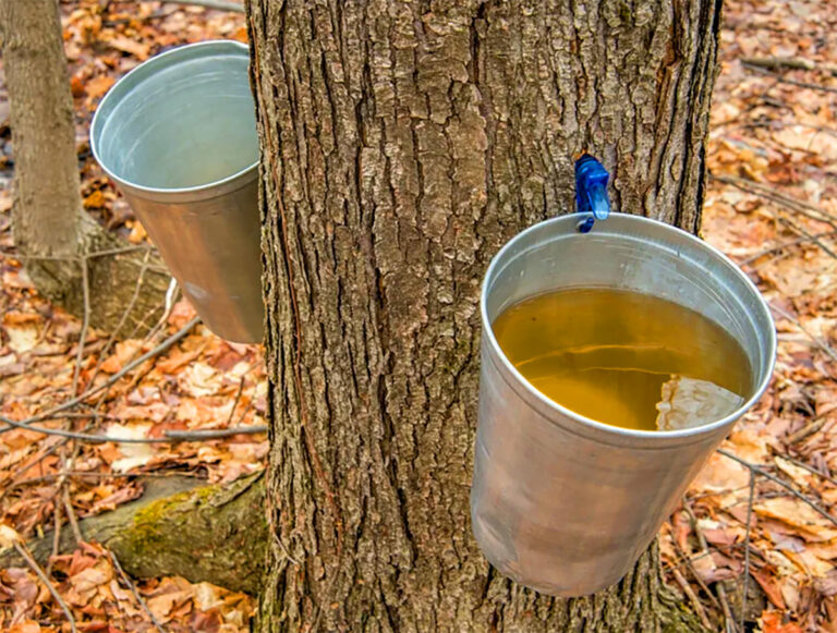 Organik Akçaağaç Şurubu Nedir? Faydaları Nelerdir?  (Organic Maple Syrup)