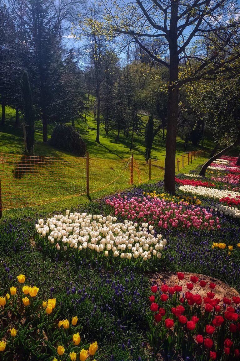 2024 Emirgan Korusu’nda Lale Şöleni : İstanbul’da Baharın Renkli Çiçekleri