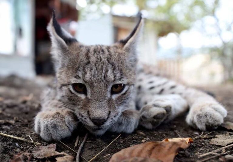 VAŞAKLAR KEDİ Mİ? GİZEMİNİ KORUYAN ORMANIN ASİL YABANİ HAYVANLARI